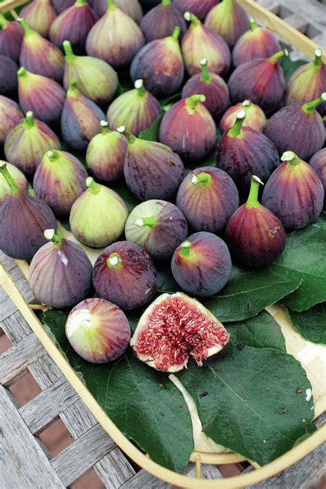 Figs Figuring Into Best Of Season