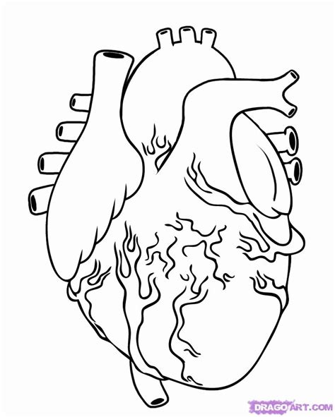 Anatomical Heart Coloring Page - Coloring Home