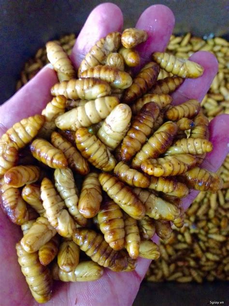 Silkworm Pupae Silkworm Larvae Beondegi Whatsapp 84 947 900 124