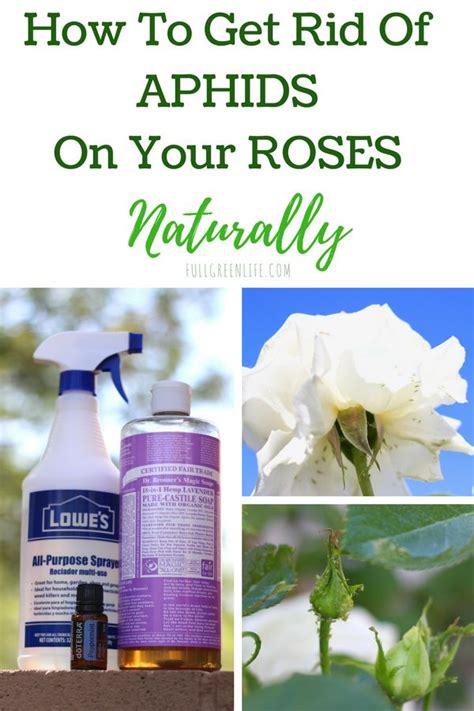 How To Get Rid Of Aphids On Your Roses Naturally Full Green Life