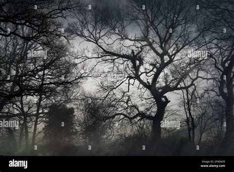 Spooky Tree In Silhouette Stock Photo Alamy
