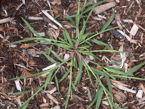 Weed Of The Week Crabgrass