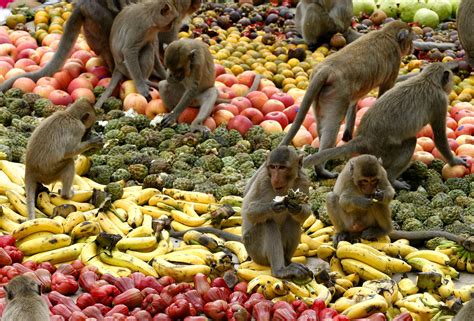 Monkey Buffet Festival, in Thailandia tavole imbandite per le scimmie