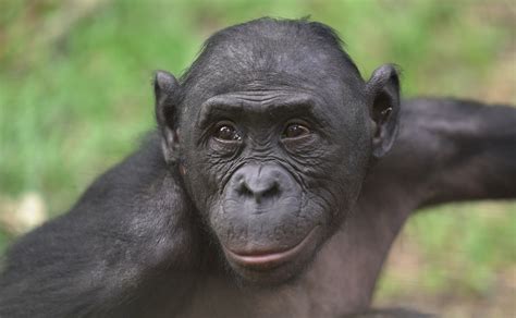 Bonobos Our ‘living Ancestor