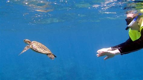 Can You Touch Sea Turtles Interesting Facts The Turtle Hub