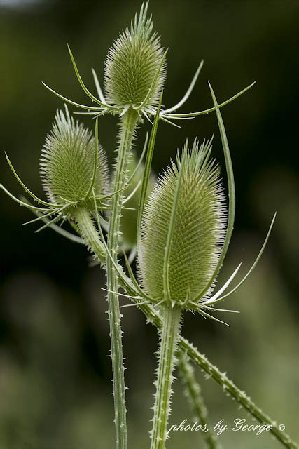 Whats Blooming Now Teasel Dipsacus Fullonum