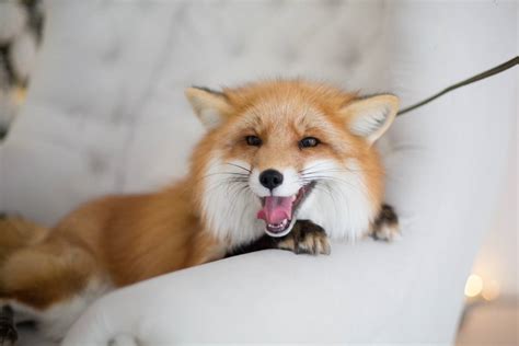 Red Fox Pet
