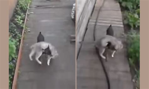 Mom Instructs Dog To Bring The Cat Home How He Does It Made Me Laugh