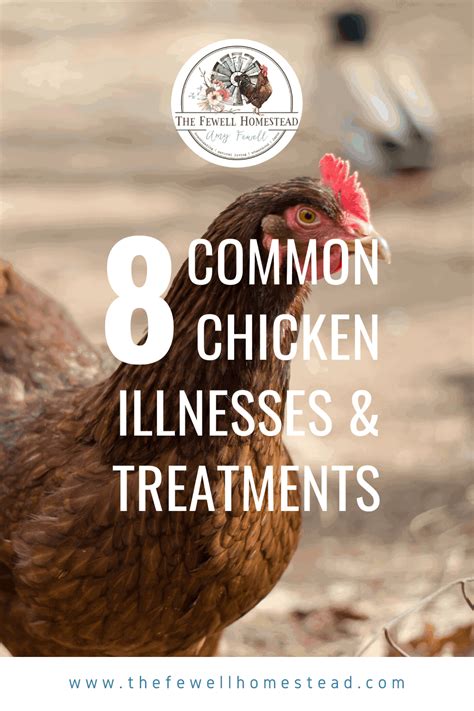 8 Common Chicken Illnesses And How To Treat Them Amy K Fewell
