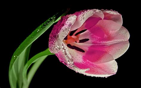 Tulip Petals Pink Branch Water Drops Flowers Hd Wallpaper Peakpx