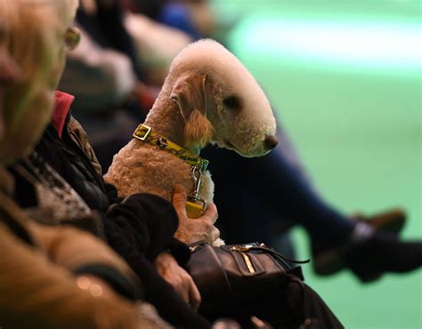 Amazing Photographs From Crufts 2017 Pictures Pics Uk