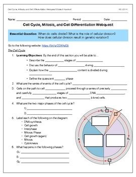 Mitosis is mainly performed with the help of both multicellular as well as unicellular eukaryotes. Cell Cycle, Mitosis, and Cell Differentiation Webquest LS ...