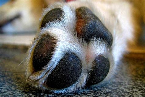 Pungent Puppy Paws Fauna Care