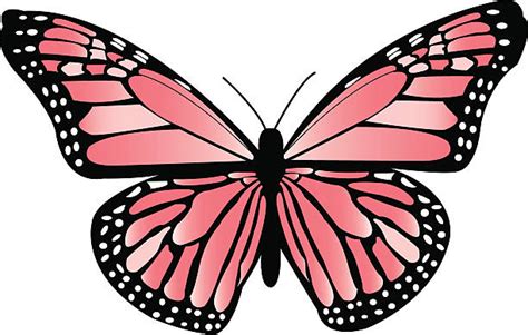 Pink Monarch Butterfly Illustrations Royalty Free Vector Graphics