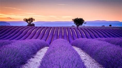 Hd Provence Lavender Fields In France Hd Wallpaper