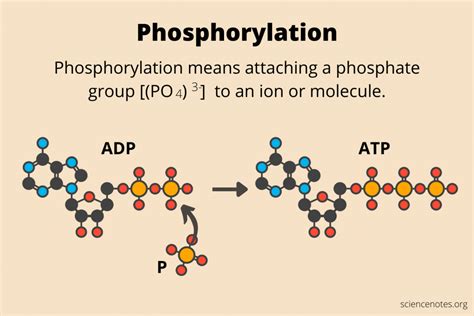 Phosphorylation Oxidative Protein And Glucose