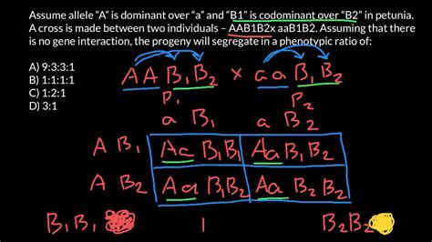 We explain what the genotype is and what is its difference with the phenotype. How to find genotype phenotype ratio in F1 - YouTube