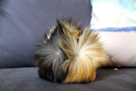 Mohawk The Guinea Pig Jessica Watts Flickr