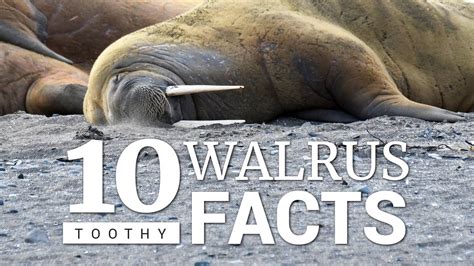 10 Atlantic Walrus Facts Youtube