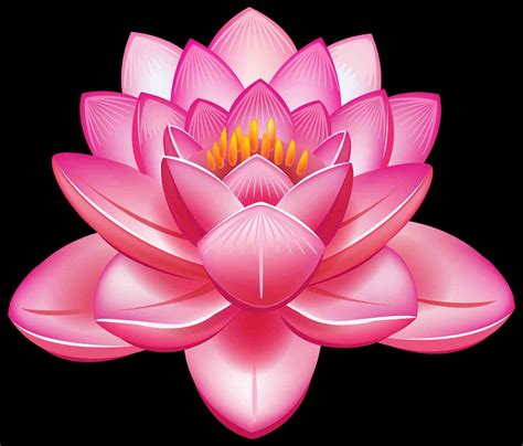 Japanese Lotus Wallpapers Top Free Japanese Lotus