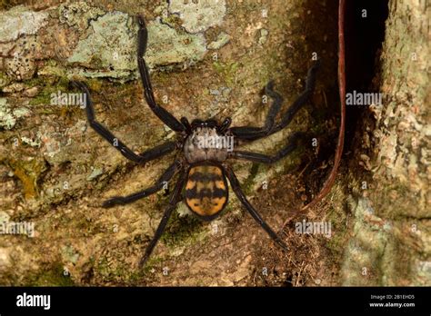 Damastes Sp Hi Res Stock Photography And Images Alamy