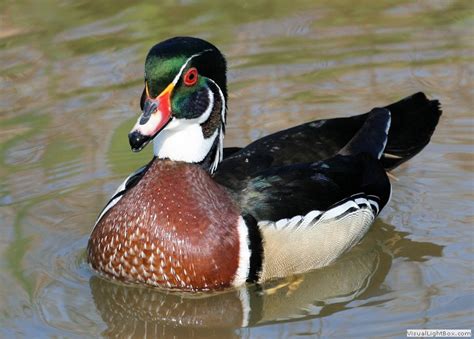 Identify American Wood Duck Wildfowl Photography