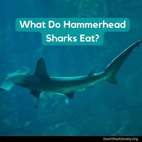 What Do Hammerhead Sharks Eat Dutch Shark Society