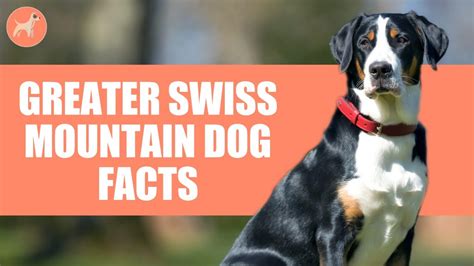 Greater Swiss Mountain Dog Breed 4 Amazing Facts You Must Know Youtube