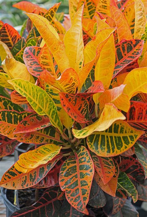 Garden Adventurer Getting Gaudy The Colorful Crotons Cary Magazine