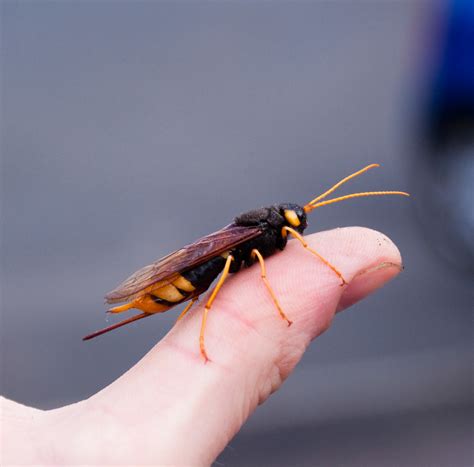 Giant Wood Wasp I Found This Beast While Working On The