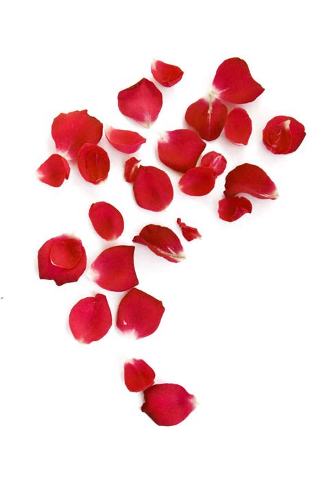 玫瑰花瓣图片 白色背景下的玫瑰花瓣素材 高清图片 摄影照片 寻图免费打包下载