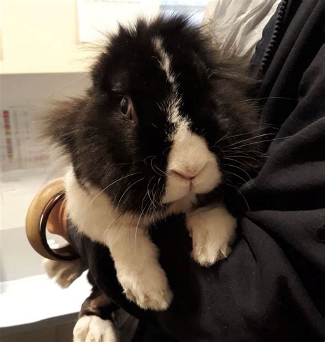 Abandoned Rabbits In Search For Homes Blue Cross