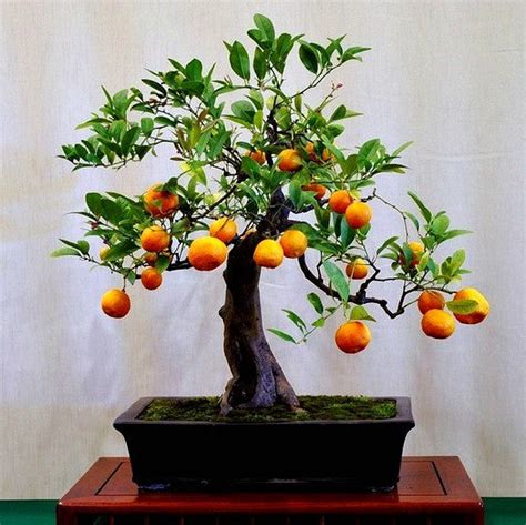 Poncirus citrus trifoliata - Flying Dragon - Smart Seeds Emporium