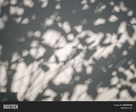 Tree Leaves Shadow On Image And Photo Free Trial Bigstock