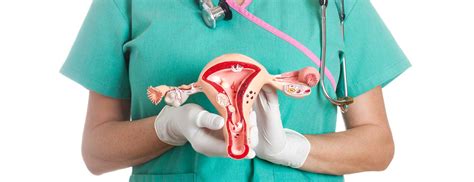 Anatomy Of Female Pelvic Area Johns Hopkins Medicine