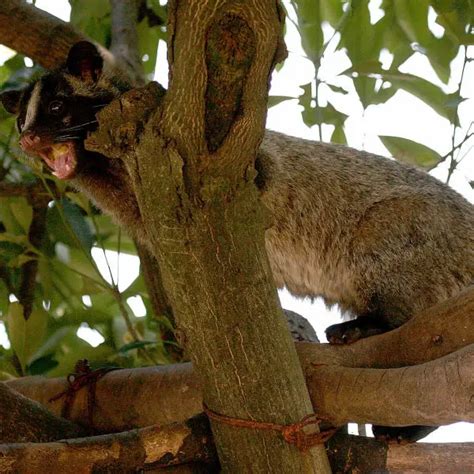 Masked Palm Civet Facts Diet Habitat And Pictures On Animaliabio