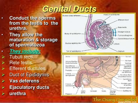Human System System Of Male Reproductive