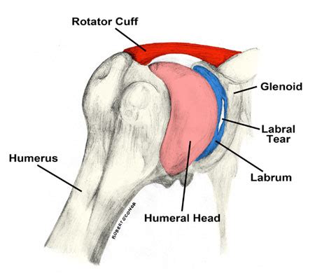 The bones of your skull surround and protect your brain and also provide support to your face. Torn Labrum Shoulder | Causes, Symptoms, Diagnoses And Treatment