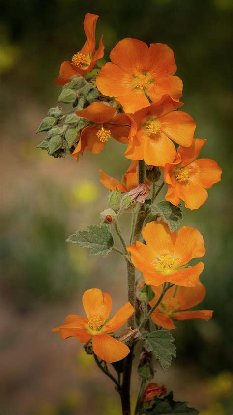 Orange Globemallow Flowers Photograph By Saija Lehtonen Pixels