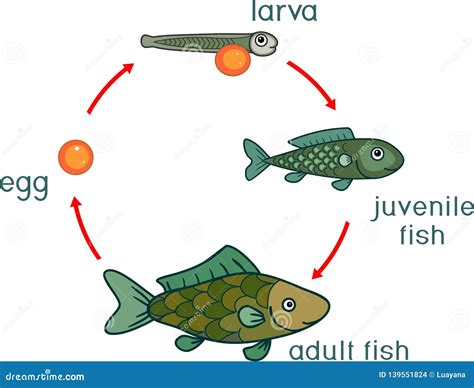 Life Cycle Of Fish Sequence Of Stages Of Development Of Fish From Egg