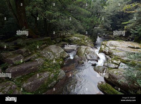 Nature National Park Yakushima Island Japan Stock Photo Alamy
