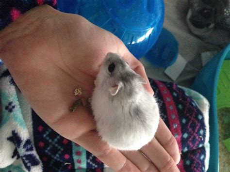 White Snow Dwarf Hamster And All Accessories In South Shields Tyne