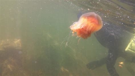 A Jellyfish Underwater Picture Of Snorkel Alaska Ketchikan Tripadvisor