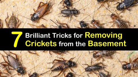 Cellar Cricket Control Guide For Getting Rid Of Crickets In The Basement