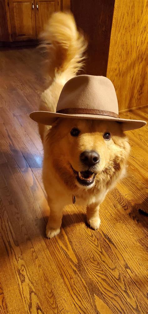 Hat Doggo Rarepuppers