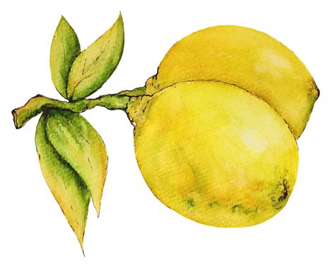 Download Lemon Fruit Watercolor Royalty Free Stock Illustration Image