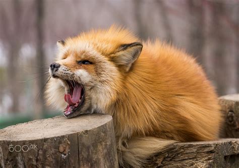 Red Fox By Derek Yamashita On 500px Fox Fox Pups Fox Pictures