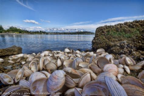 Shells On The Shore Shells On The Shores Of Tulalip Bay Flickr