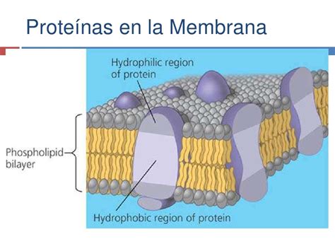 Membrana Biológica Parte I Y Ii
