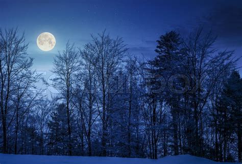 Forest On Snowy Hillside At Night In Stock Photo